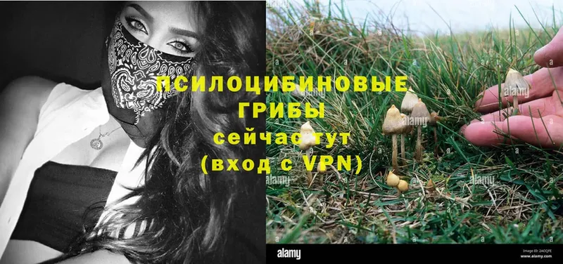 Галлюциногенные грибы Psilocybine cubensis  где купить наркоту  KRAKEN ССЫЛКА  Усть-Кут 